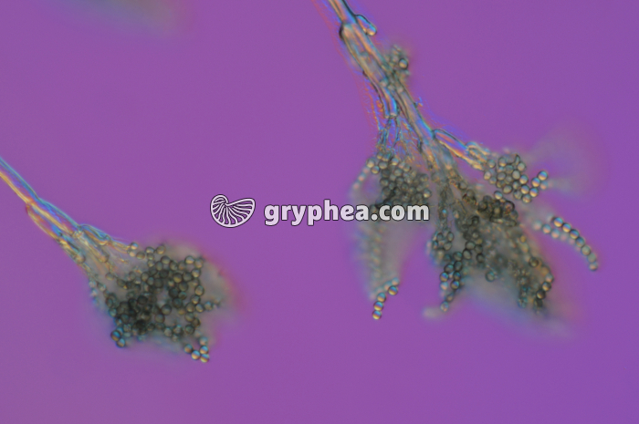 Penicillium  - Conidiophores et conidies x100 - gryphea.com